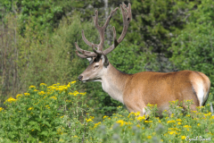 1107-Cerf-09A-scaled