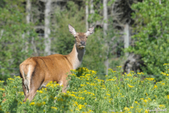 1107-Cerf-11-scaled
