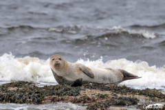 1107-Phoque-commun-Port-Gordon-18_01-scaled