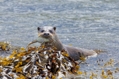 1808-Loutre-de-mer-Kerrera-island-07-scaled