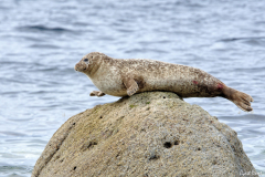 1808-Phoque-gris-Arran-island-05_01-scaled