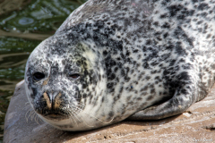 1808-Phoque-gris-Sea-life-Oban-13-scaled