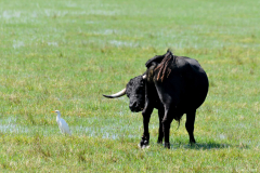 0908-Taureau-Camargue-01-scaled