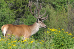 1107-Cerf-09-scaled