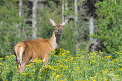 1107-Cerf-11-scaled