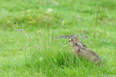 1107-Lapin-02-scaled