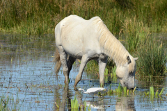1207-Cheval-Camargue-02-scaled