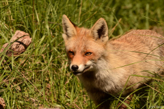 1303-Renard-Vigueirat-07-scaled