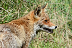 1404-Renard-Vigueirat-04-scaled