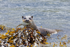 1808-Loutre-deurope-Kerrera-island-07-scaled