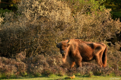 2204-Bison-deurope-07-scaled