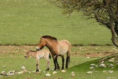 2204-Cheval-de-Przewalski-05-scaled