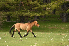 2204-Cheval-de-Przewalski-07-scaled