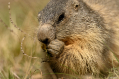 2205-Marmotte-Eygliers-02-scaled