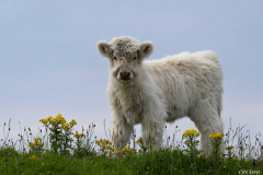 2208-Vache-Highland-15-scaled