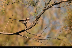 2307-Orite-a-longue-queue-01