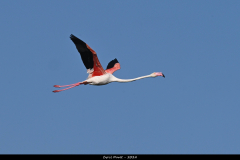 2308-Flamant-rose-01