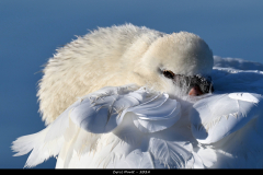 2309-Cygne-tubercule-03