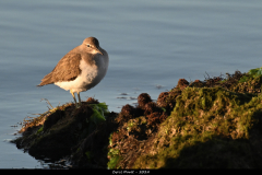 2311-Chevalier-guignette-01