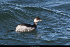2311-Grebe-a-cou-noir-03