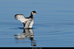 2312-Grebe-a-cou-noir-07
