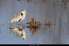 2312-Heron-cendre-03