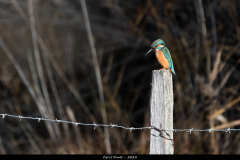 2312-Martin-pecheur-01