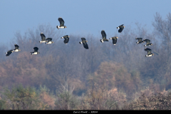 2312-Vanneau-huppe-02