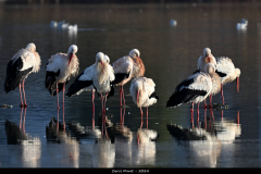 2401-Cigogne-blanche-05