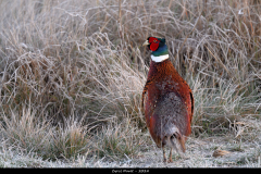 2401-Faisan-de-colchide-05