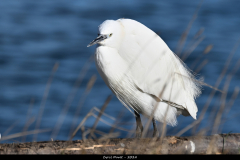 2402-Aigrette-garzette-01