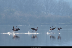 2402-Flamant-rose-04