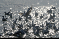 2402-Mouettes-rieuses-03
