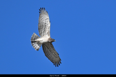 2403-Bondree-apivore-02