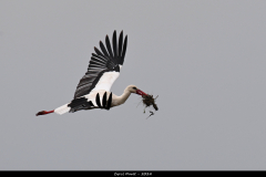 2404-Cigogne-blanche-08