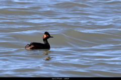 2404-Grebe-a-cou-noir-nuptial-01