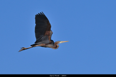 2404-Heron-pourpre-01