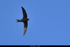 2404-Martinet-noir-01