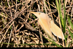 2405-Blongios-nain-01