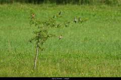 2405-Guepier-deurope-Noyers-sur-Jabron-07