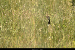 2405-Outarde-canepetiere-01