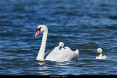 2406-Cygne-tubercule-02