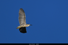 2407-Heron-bihoreau-Brenne-01