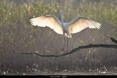 2408-Grande-aigrette-Brenne-03
