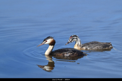 2408-Grebe-huppe-Brenne-10