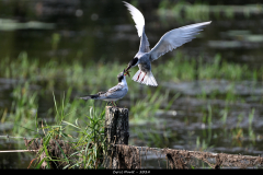 2408-Guifette-moustac-Brenne-04