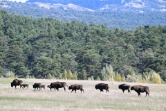 2510-Bison-deurope-07-scaled