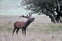 2510-Cerf-elaphe-23-scaled