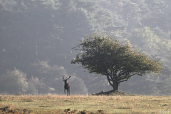2510-Cerf-elaphe-41-scaled