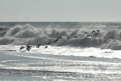 0510-Bernaches-01a-scaled